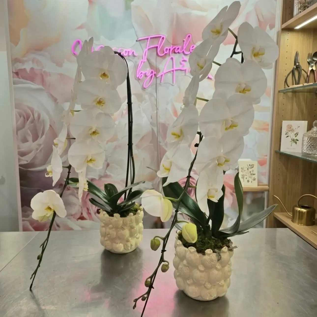 Orchidées blanches en cache-pots