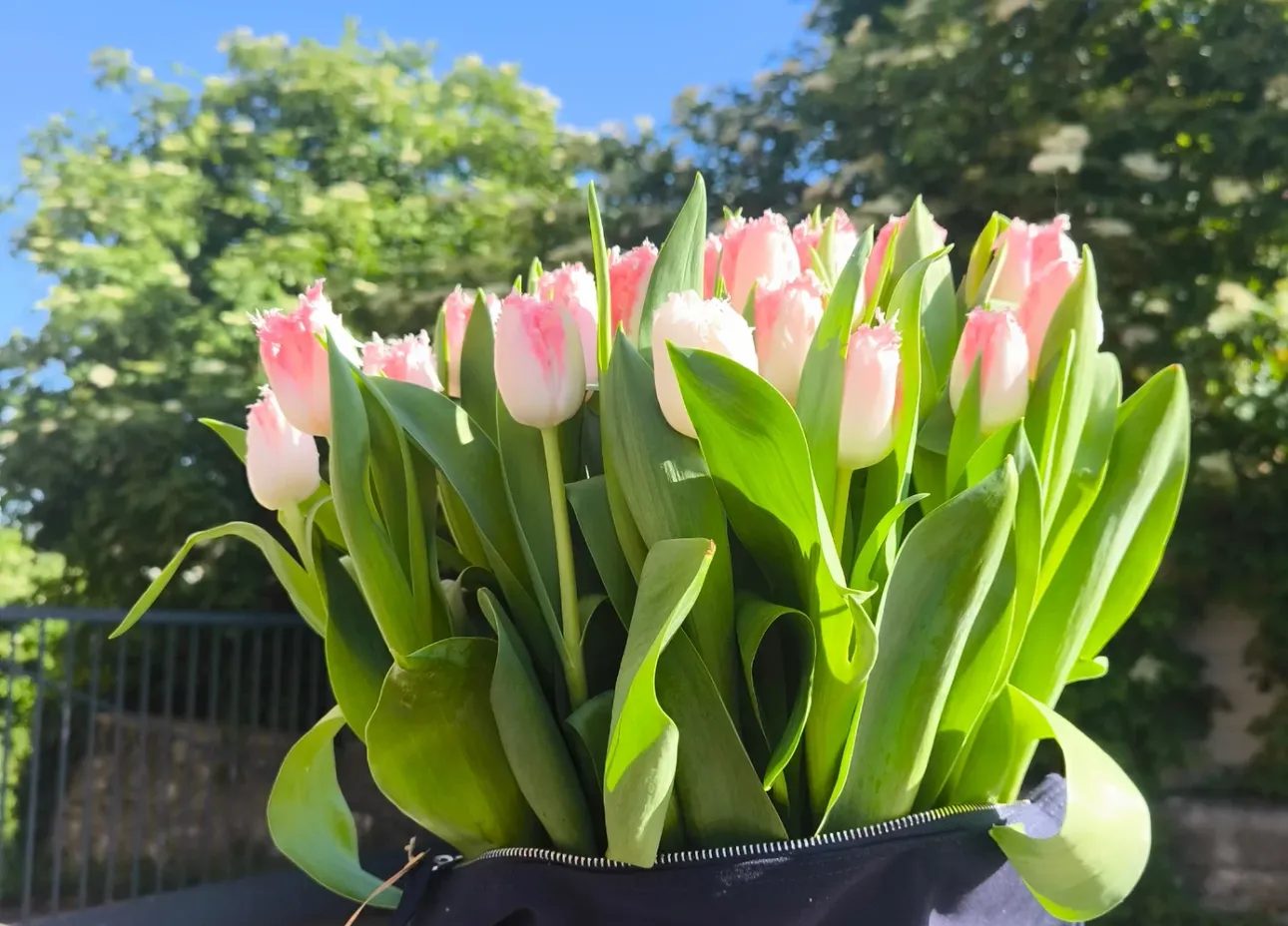 Bouquet de tulipes roses et blanches